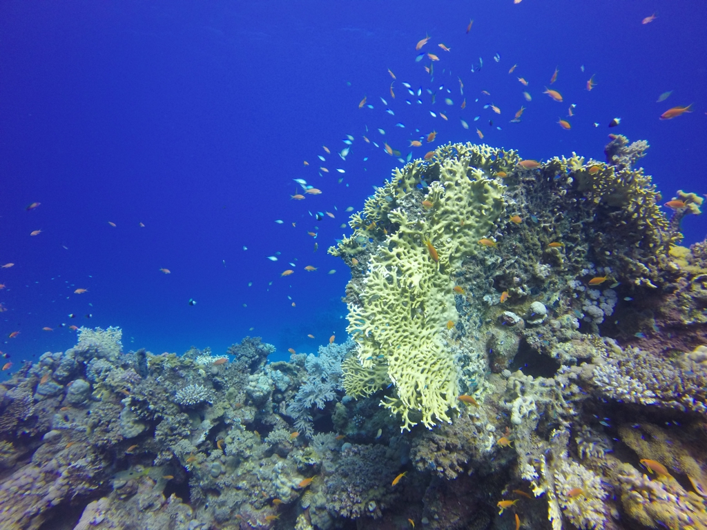 Top Dive Sites in Marsa Alam, by Packing my Suitcase