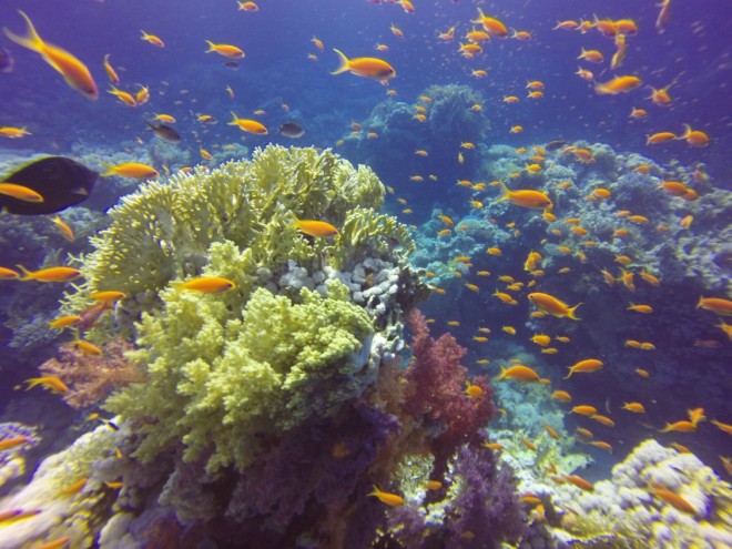 Diving in Sharm-El-Sheikh, Egypt. By Packing my Suitcase.