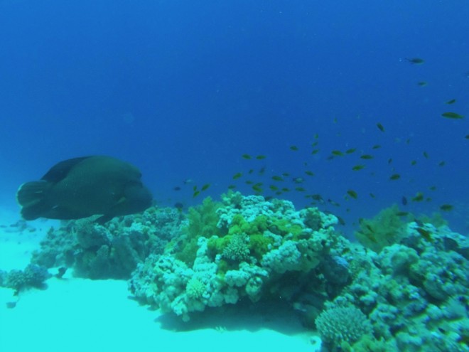 Napoleon Fish at Gordon Reef