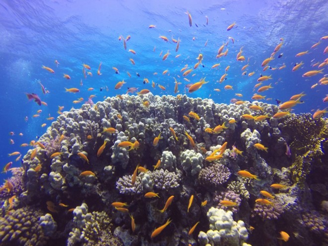 Gordon Reef, Tiran Island