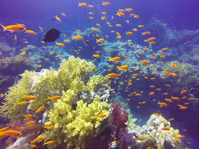 Diving in Marsa Alam x Sharm-El-Sheikh by Packing my Suitcase.
