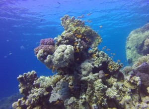 Diving in Hamata, Egypt