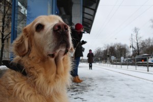 Munich with a dog