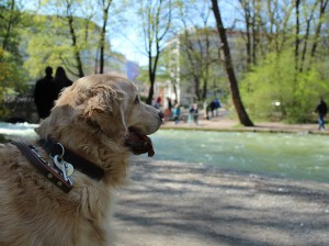 Munich with a dog