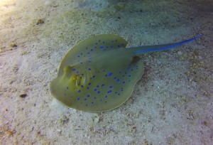 Blue spotted stingray in Egypt