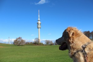 Dog in Germany