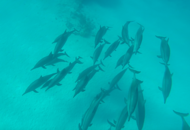 Dolphins in Egypt