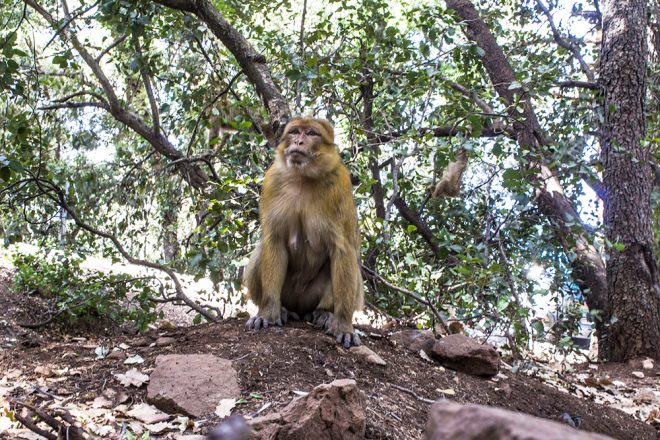 Monkey at Azrou Forest, Morocco