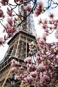 Eiffel Tower and magnolias, Paris
