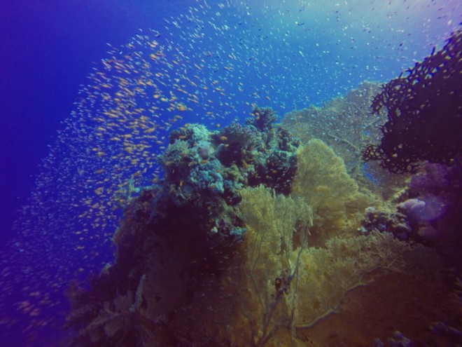Diving in Sharm-El-Sheikh, Egypt | Packing my Suitcase