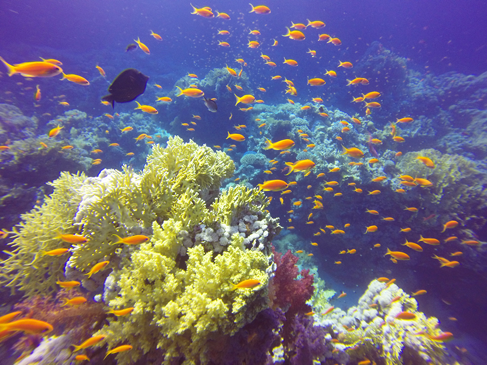 Diving in Marsa Alam x Sharm-El-Sheikh
