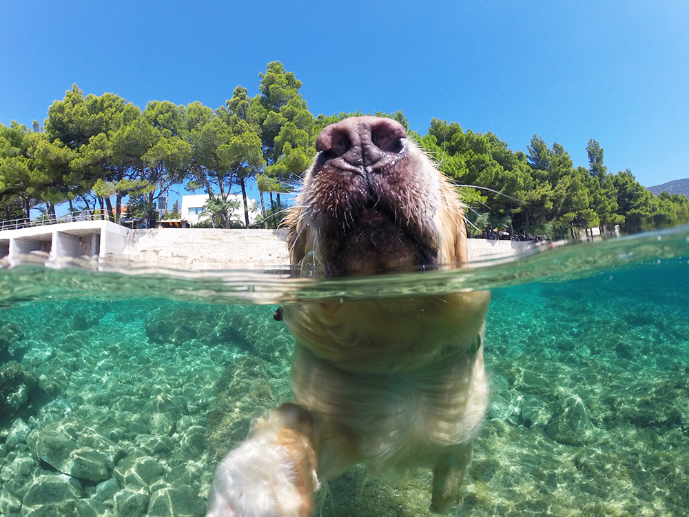 Traveling Croatia with a dog